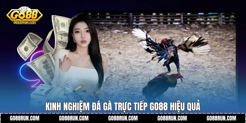 Kinh nghiệm Đá gà trực tiếp Go88 hiệu quả