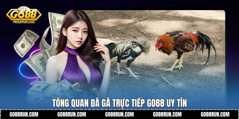 Tổng quan Đá gà trực tiếp Go88 uy tín